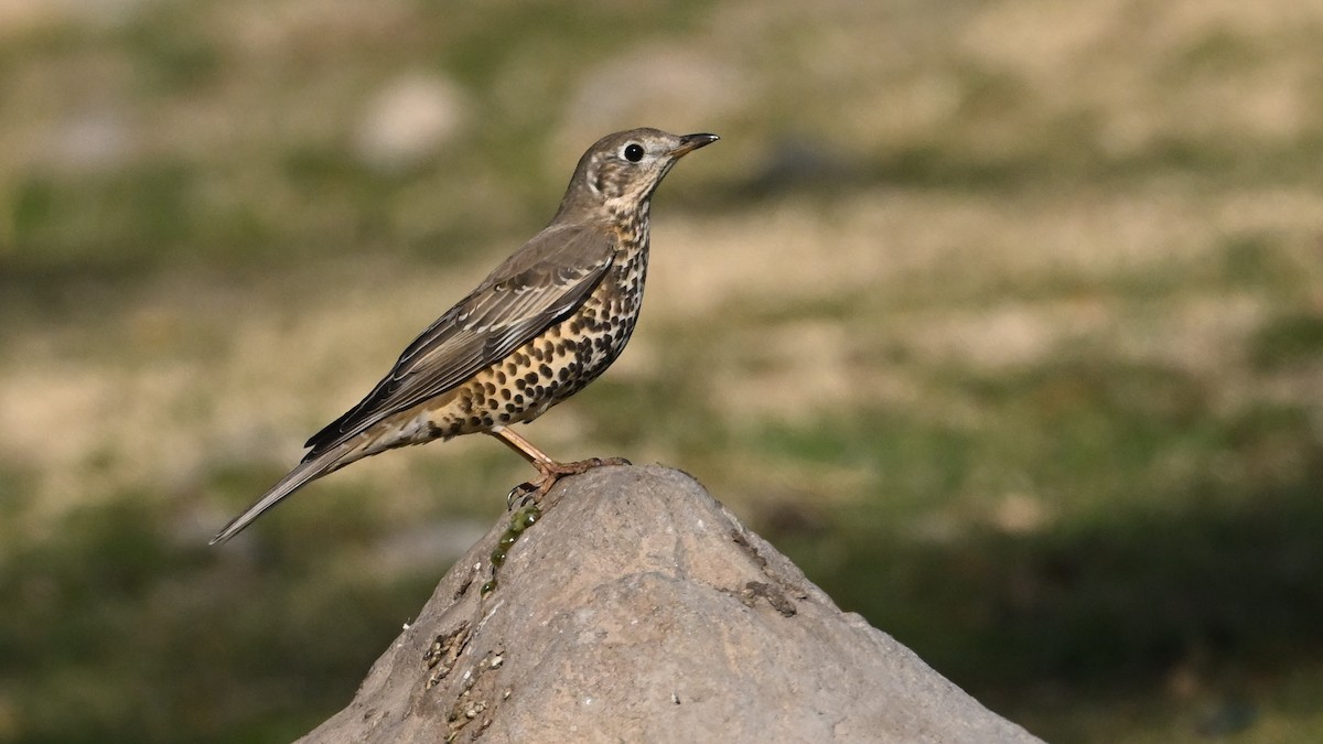 Grive draine - ML644745938