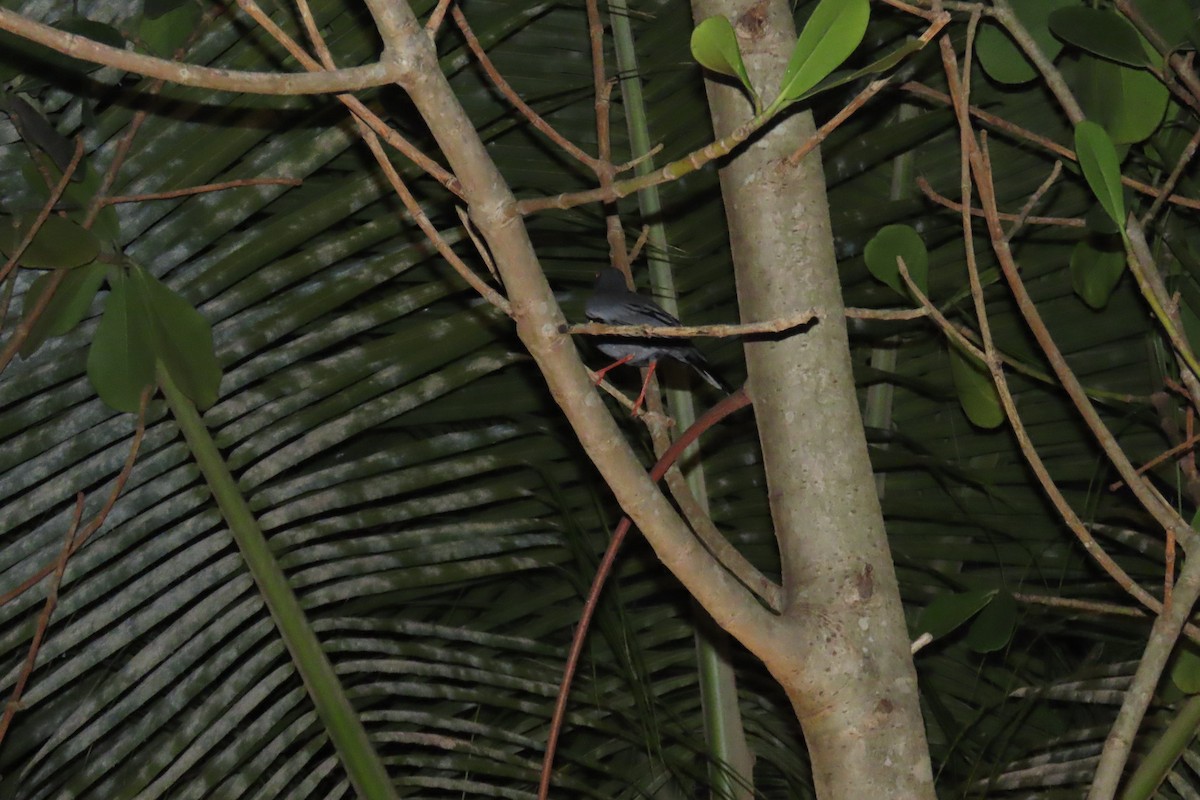 Western Red-legged Thrush - ML644745941