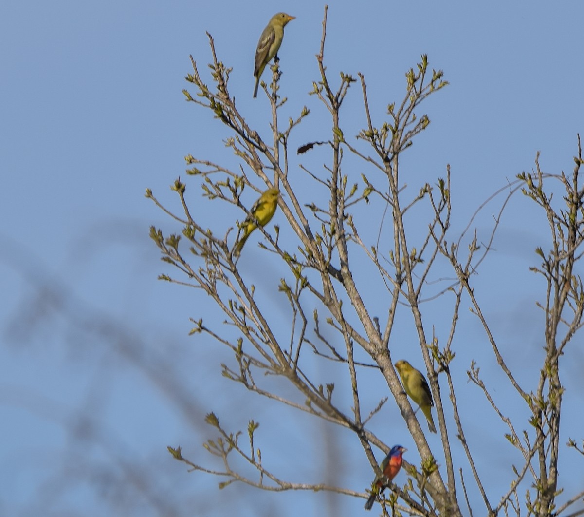 Western Tanager - ML644745961