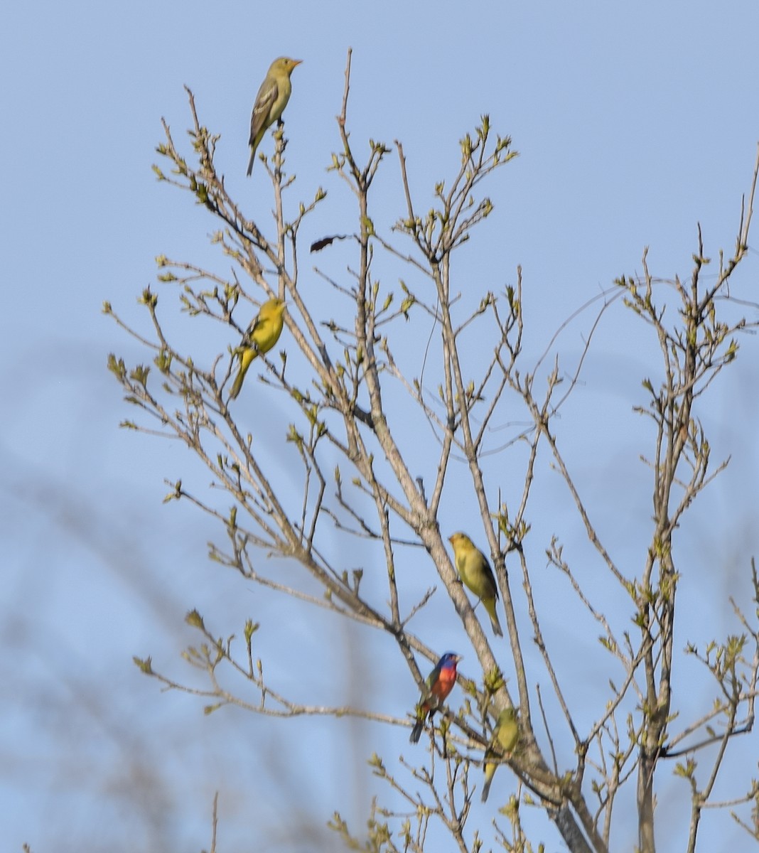 Western Tanager - ML644745962