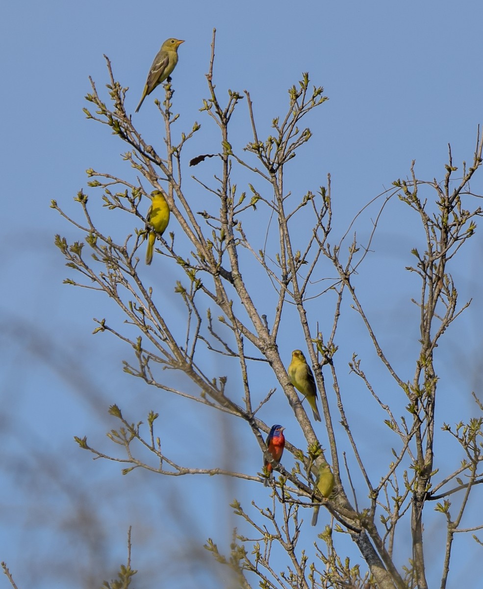 Western Tanager - ML644745963