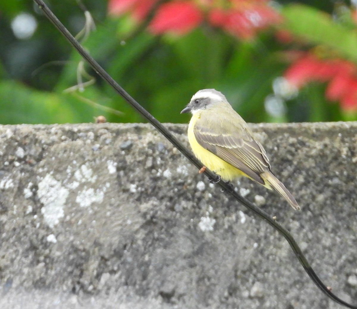 Sosyal Tiran - ML644745967