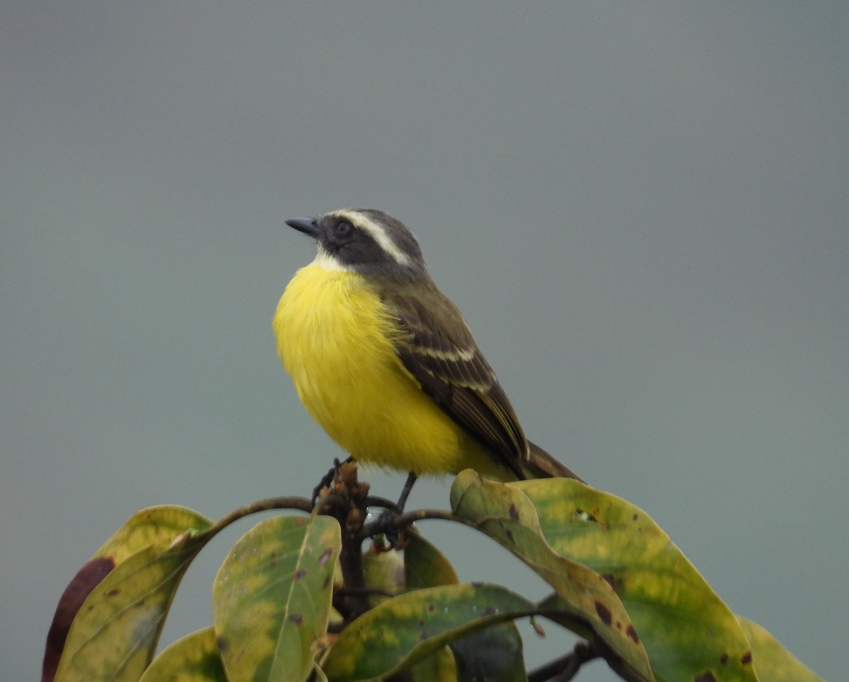 Sosyal Tiran - ML644745968