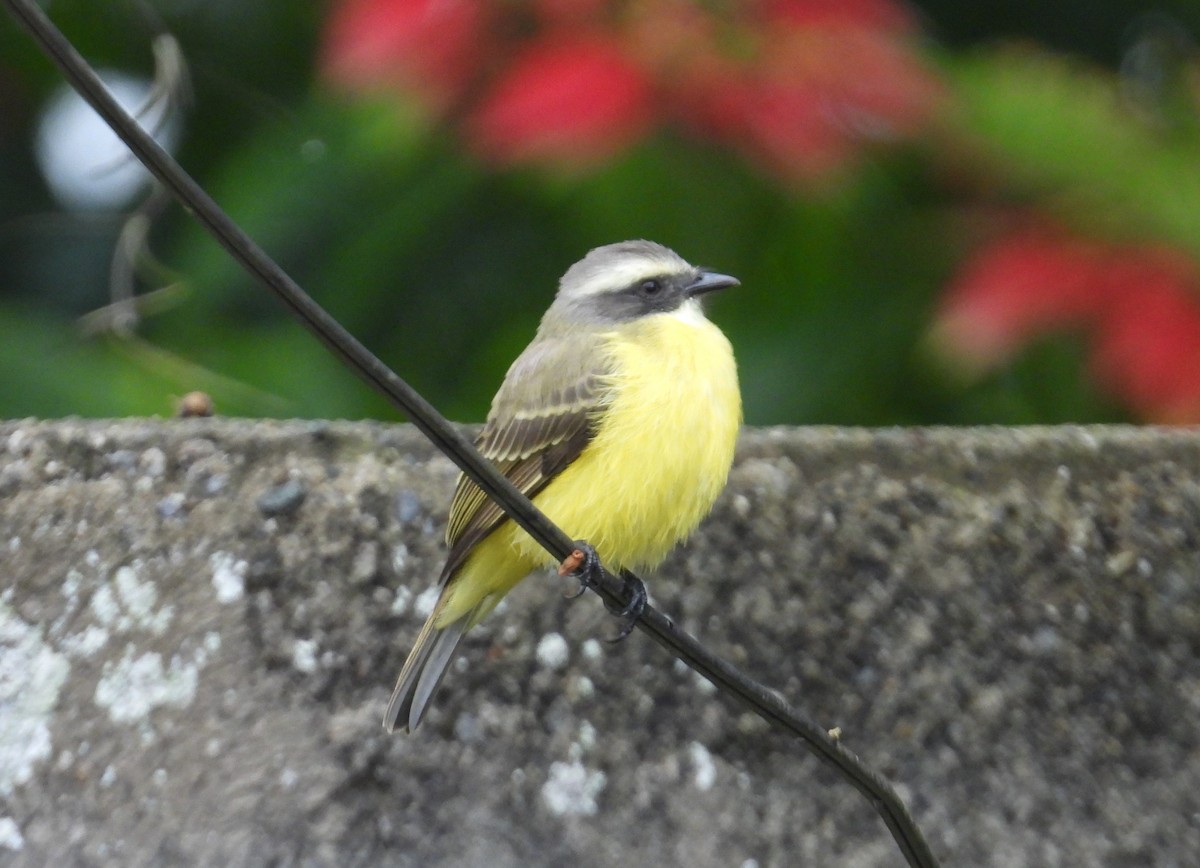 Sosyal Tiran - ML644745969