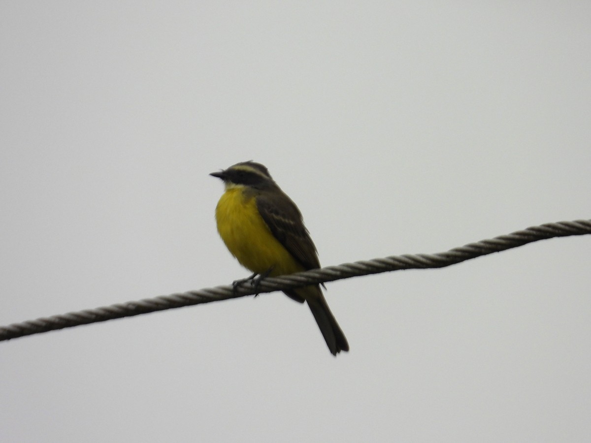 Sosyal Tiran - ML644745970