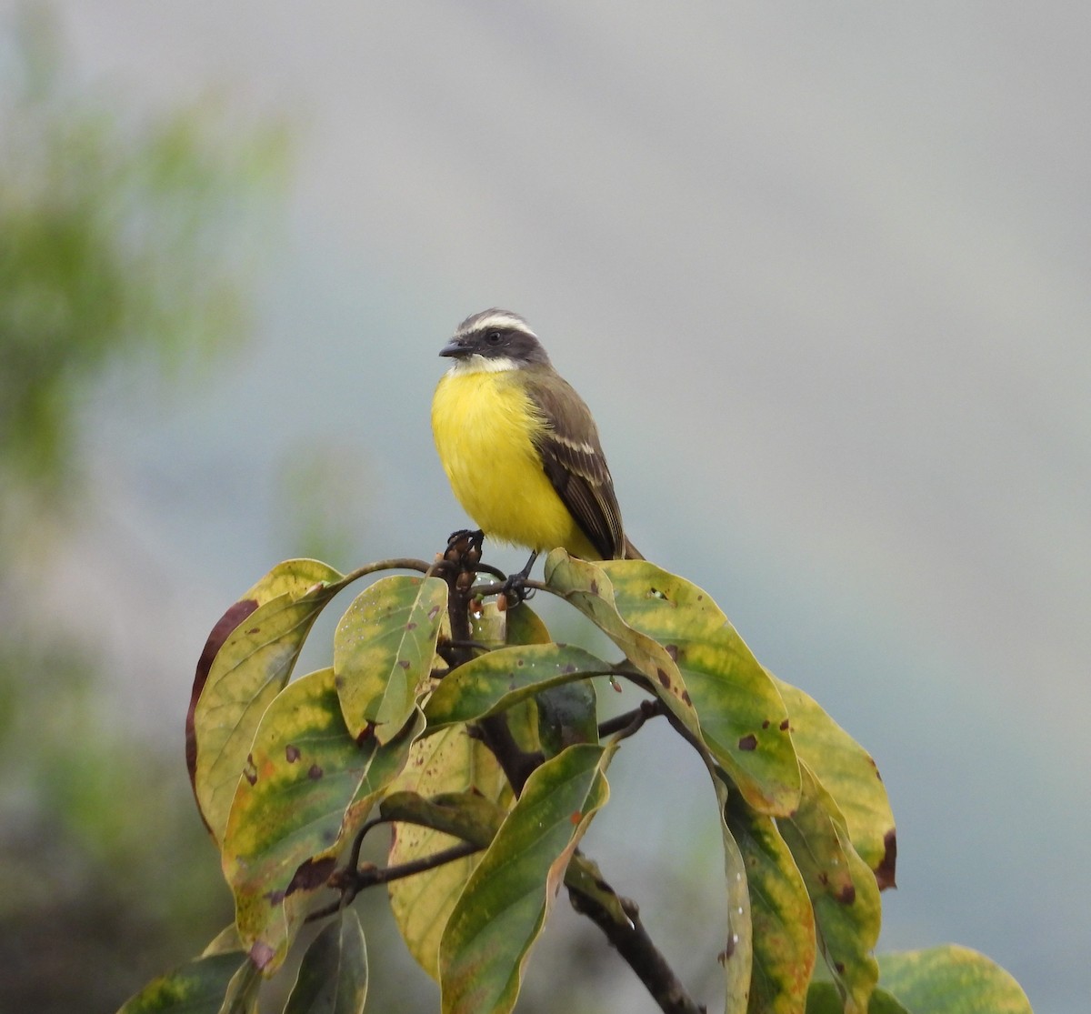 Sosyal Tiran - ML644745971