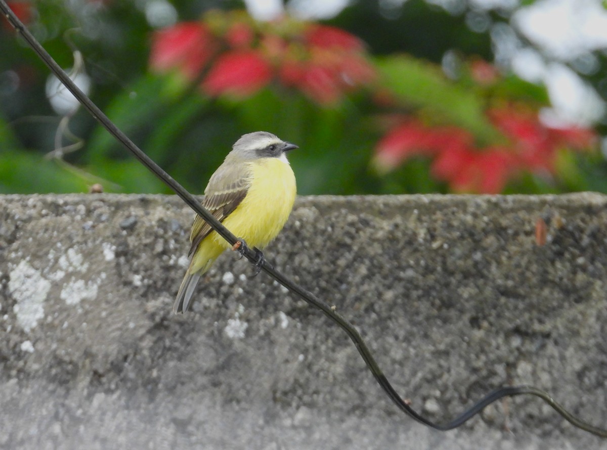 Sosyal Tiran - ML644745972