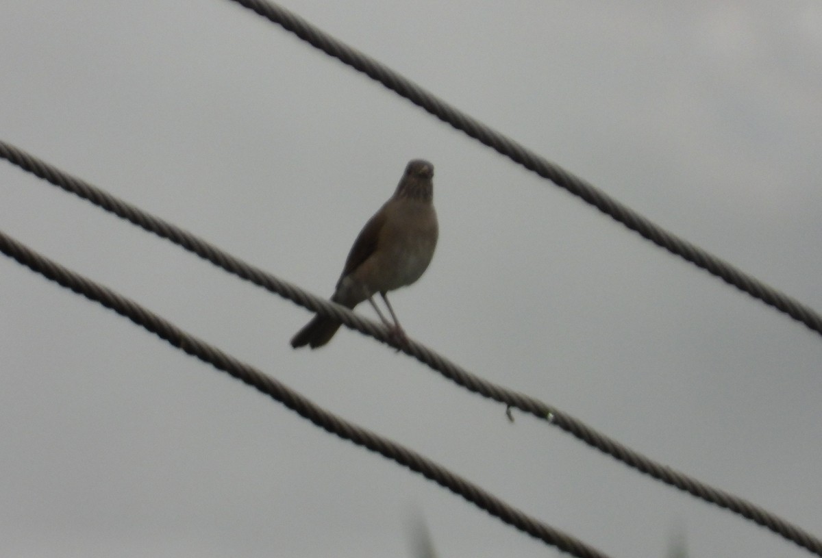 Pale-breasted Thrush - ML644745981