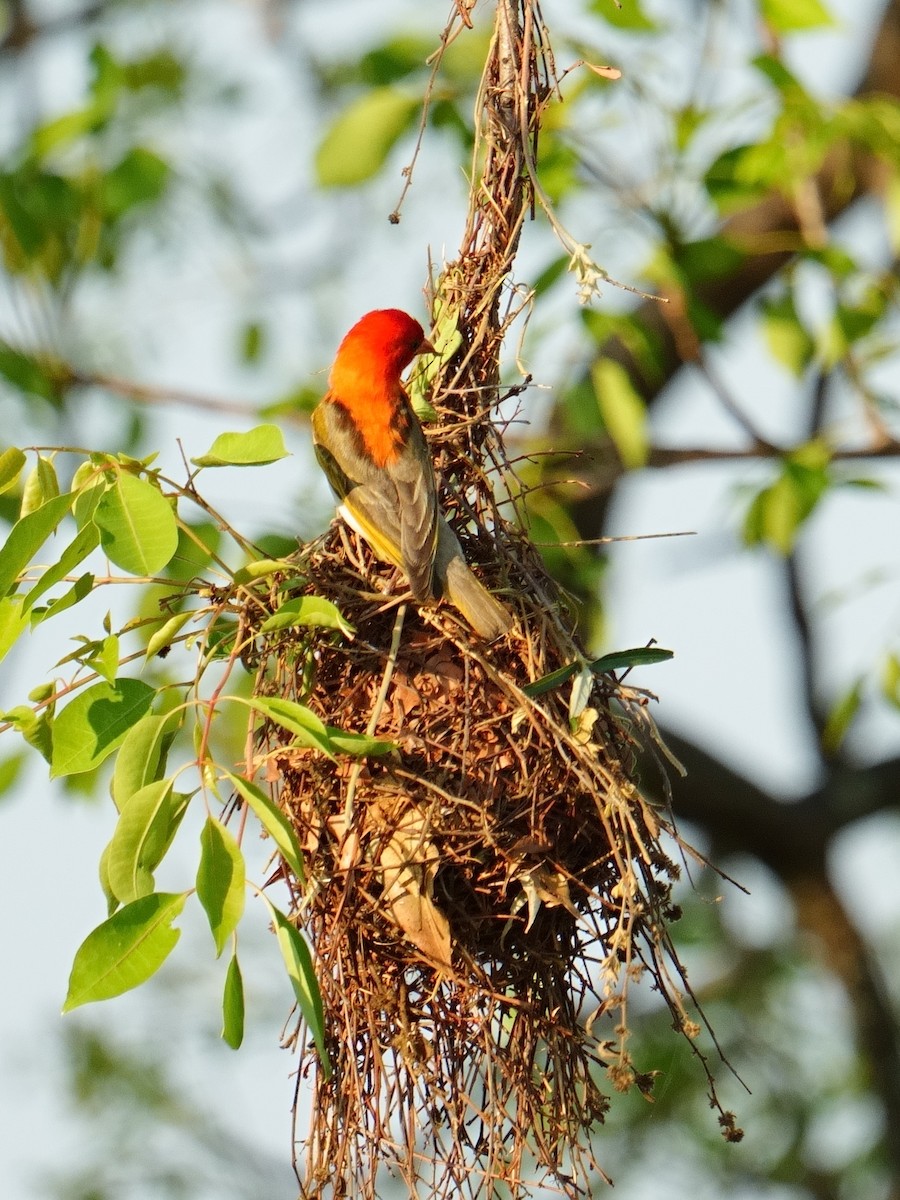 Anaplecte écarlate - ML644745996