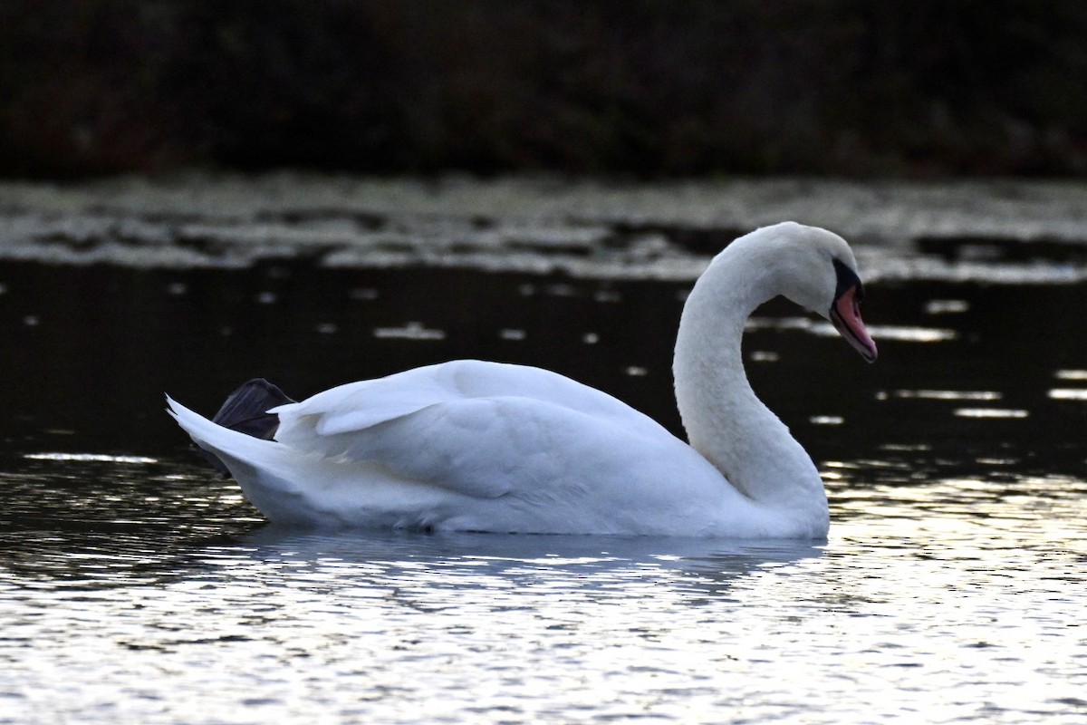 labuť velká - ML644746002