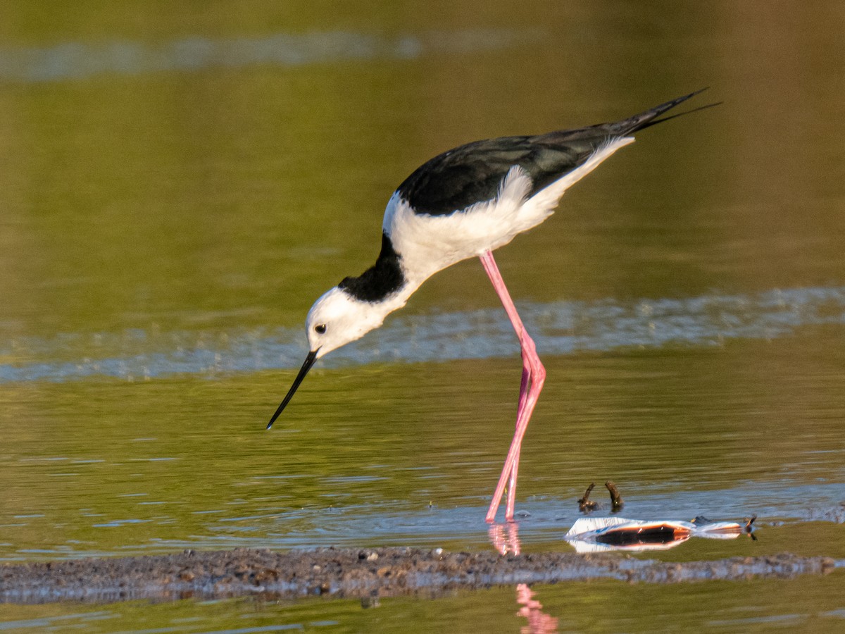 Pied Stilt - ML644746003