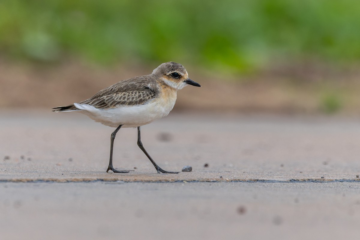 Chorlitejo Tibetano - ML644746013