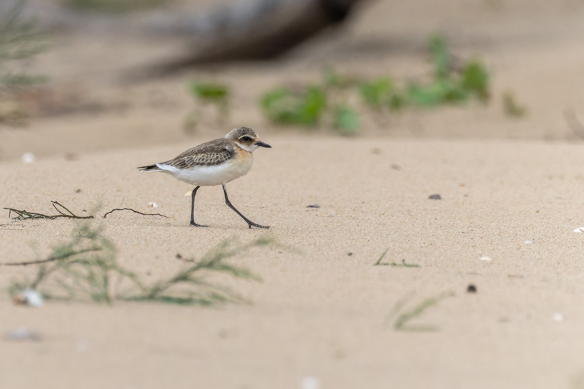 חופמי טיבטי - ML644746014