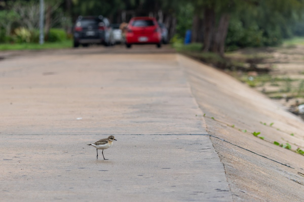 Chorlitejo Tibetano - ML644746015
