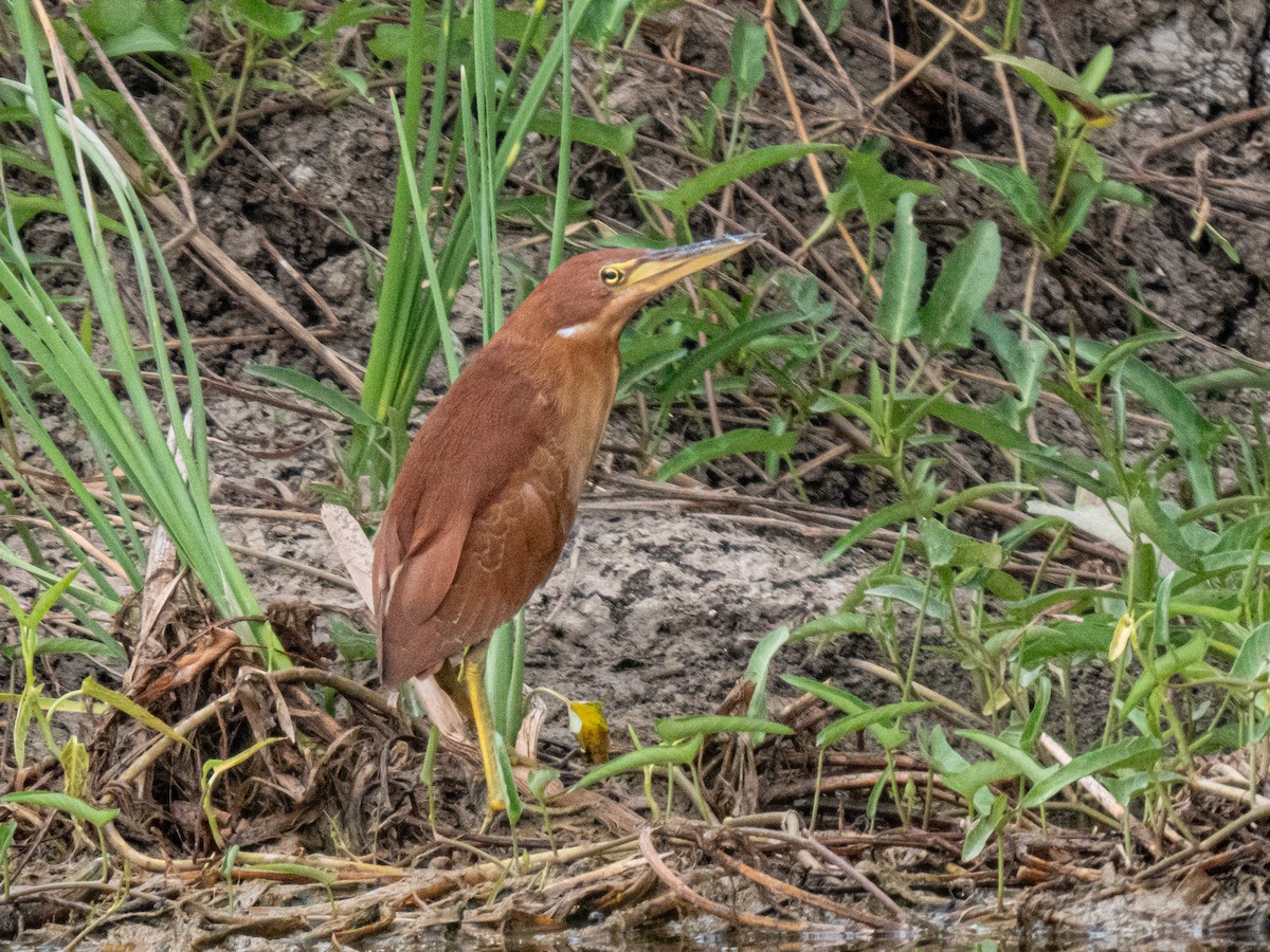 Cinnamon Bittern - ML644746018