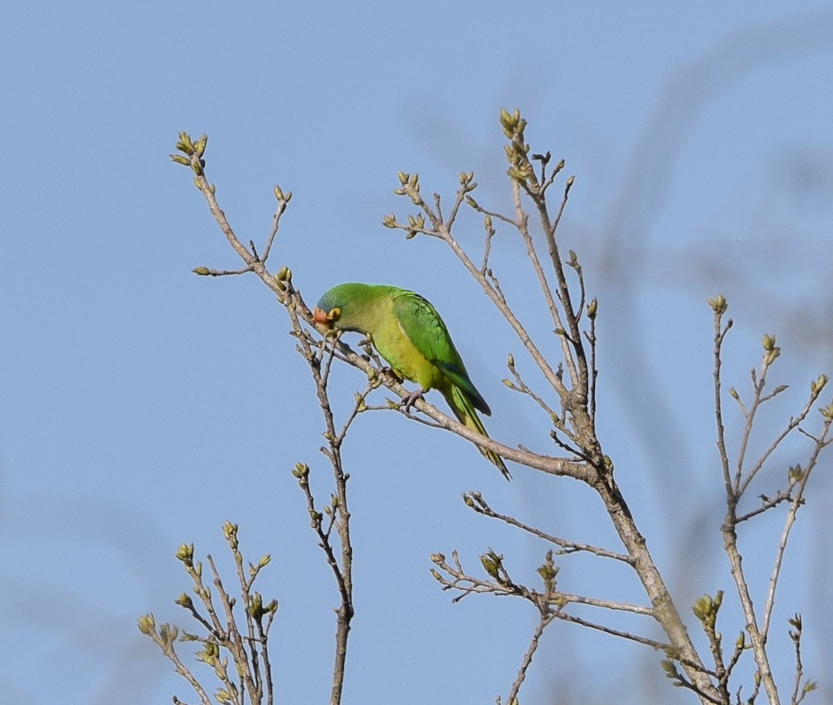 Orange-fronted Parakeet - ML644746019