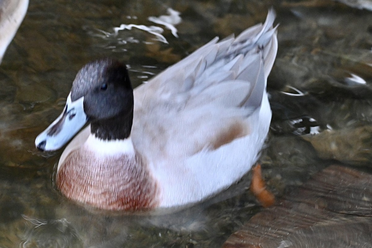 ברכיה (מבויתת) - ML644746020