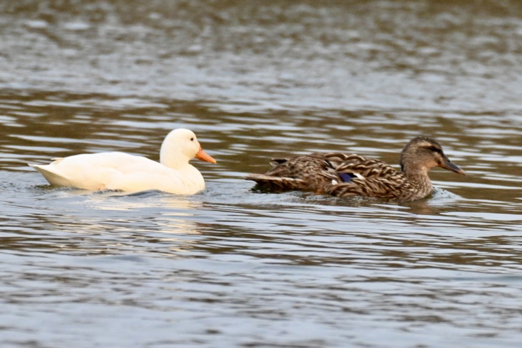 ברכיה (מבויתת) - ML644746021