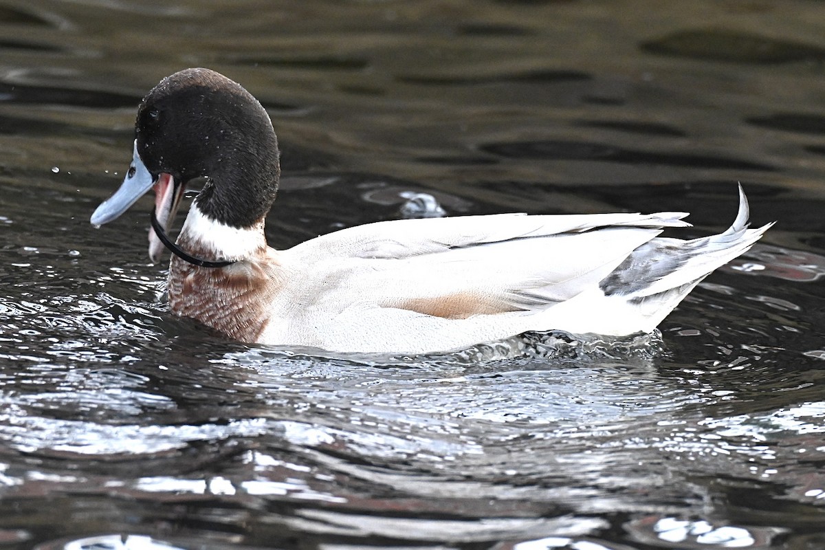 ברכיה (מבויתת) - ML644746022