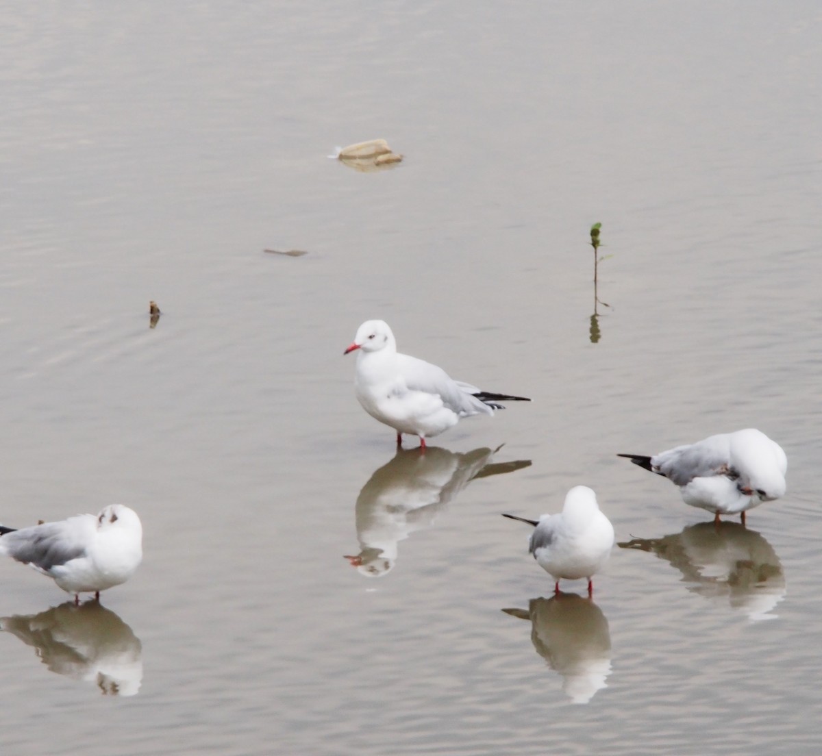 שחף אגמים - ML644746024