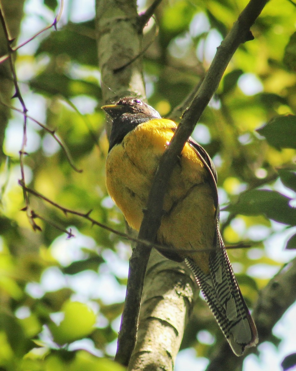 Atlantic Black-throated Trogon - ML644746025