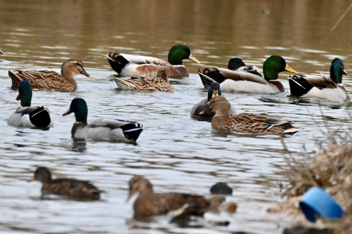 ברכיה - ML644746028