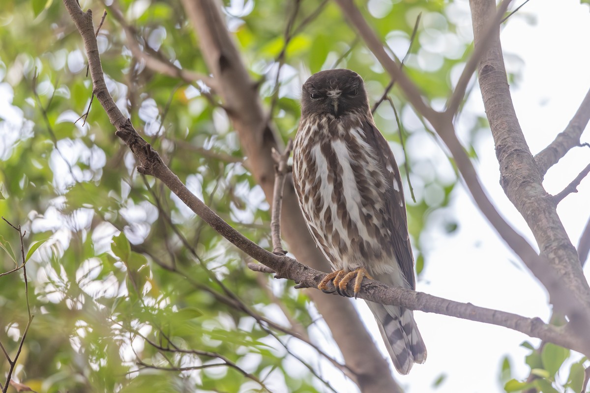 Northern Boobook - ML644746029