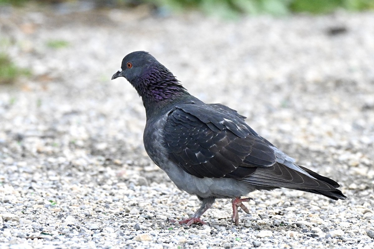 יונת בית - ML644746030