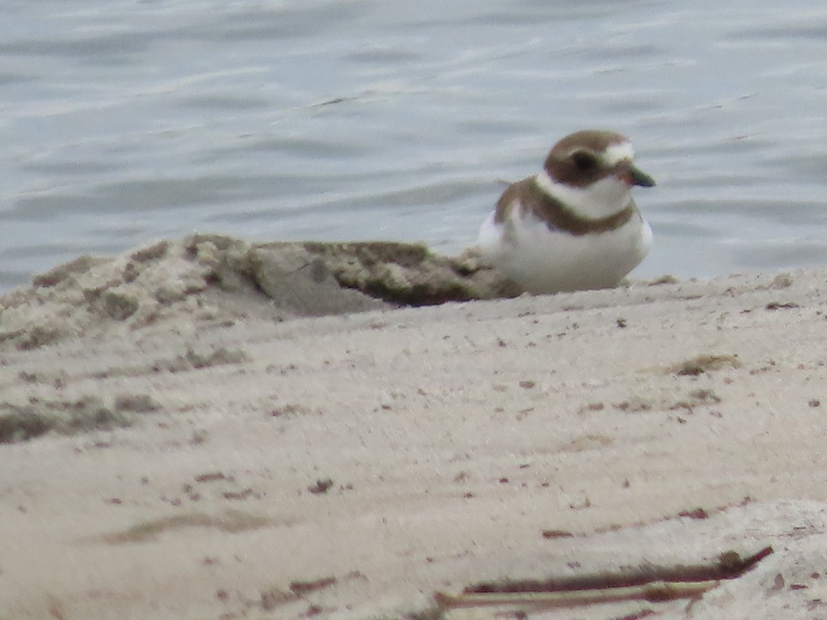 חופמי אמריקני - ML644746033