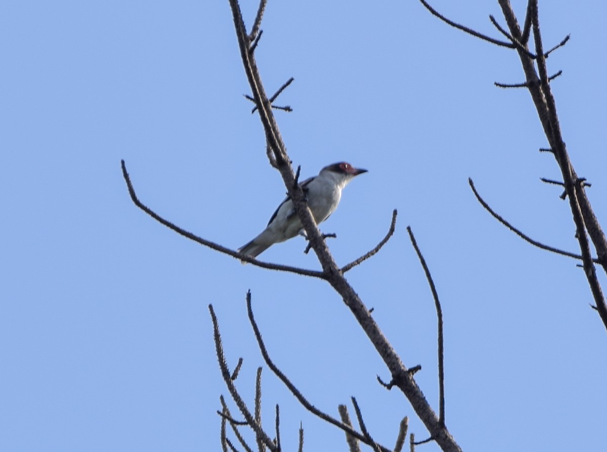 Masked Tityra - ML644746042