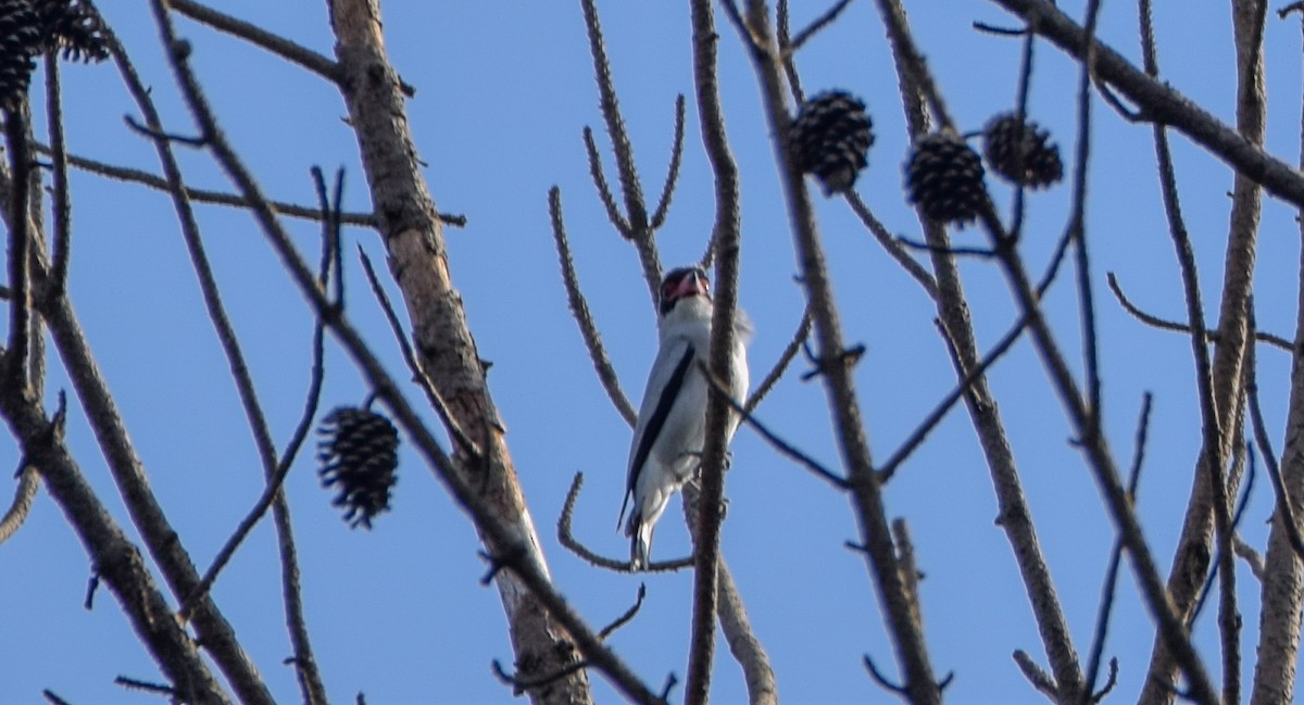 Masked Tityra - ML644746043