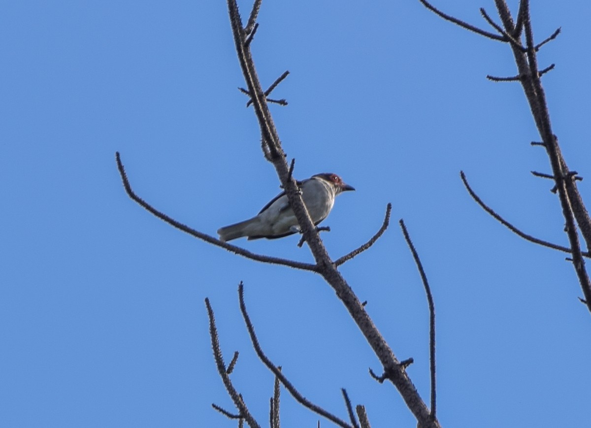 Masked Tityra - ML644746044