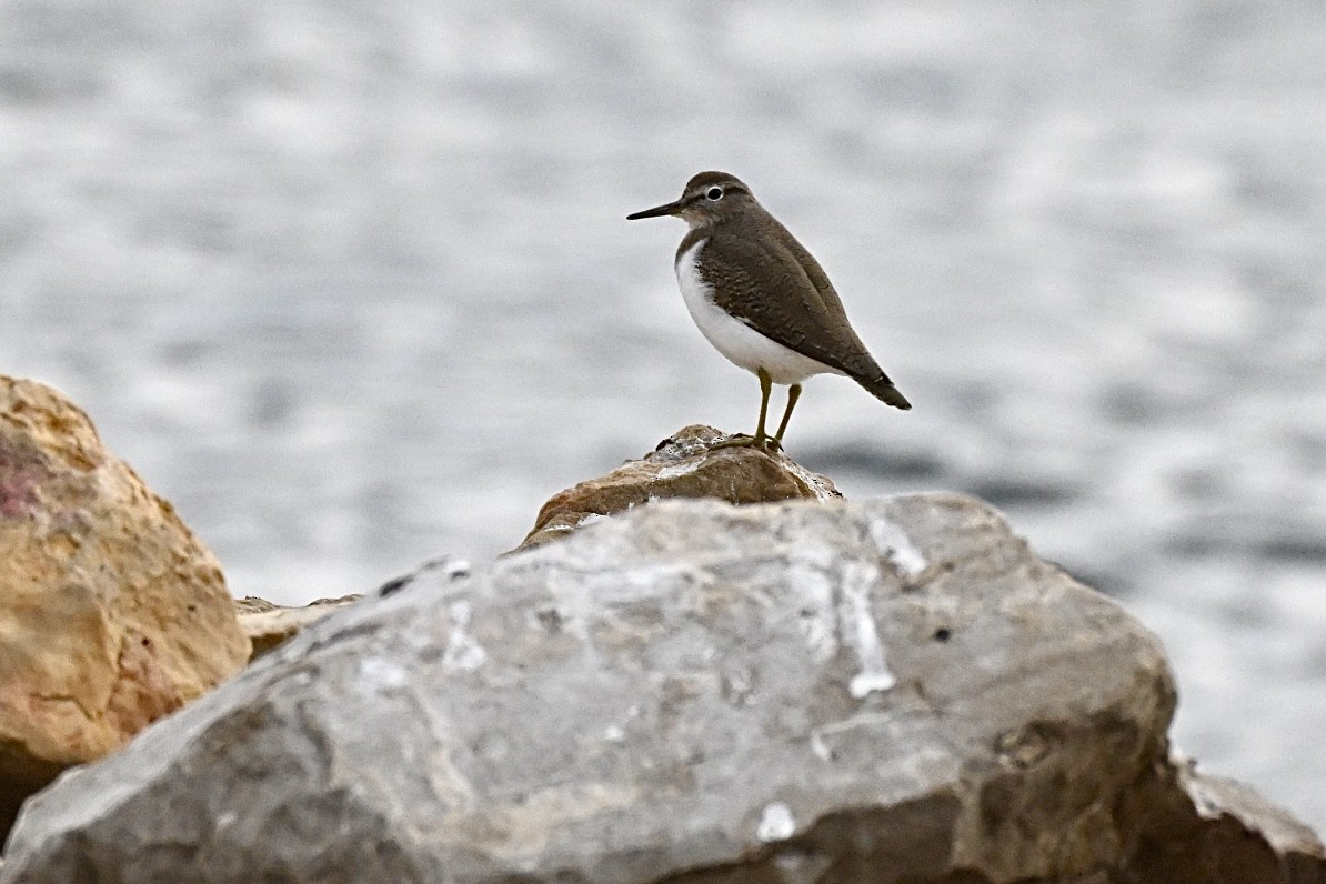 ביצנית לבנת-בטן - ML644746045