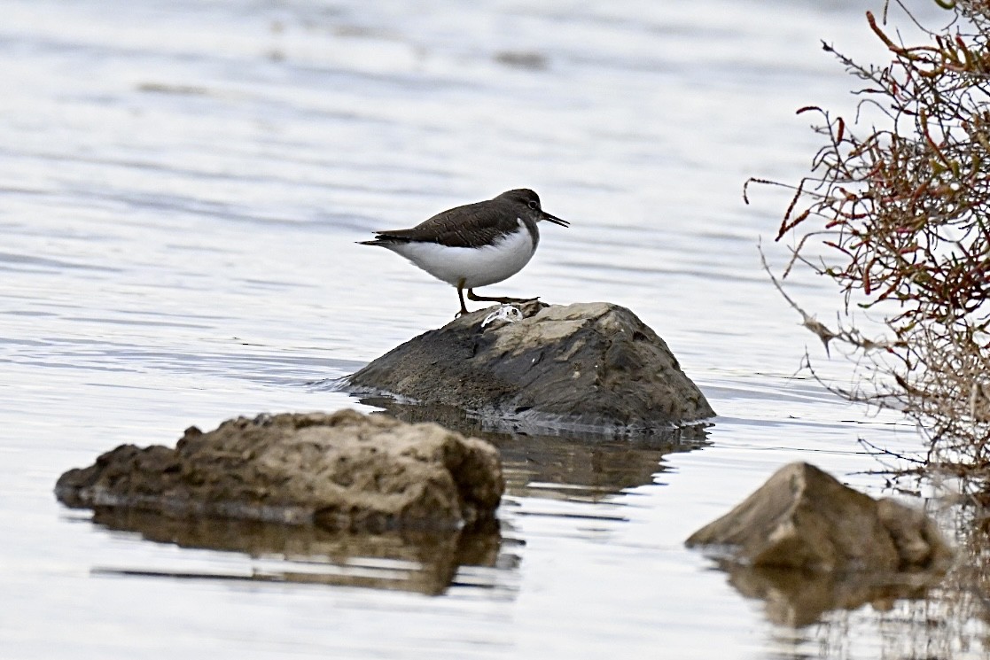 ביצנית לבנת-בטן - ML644746046