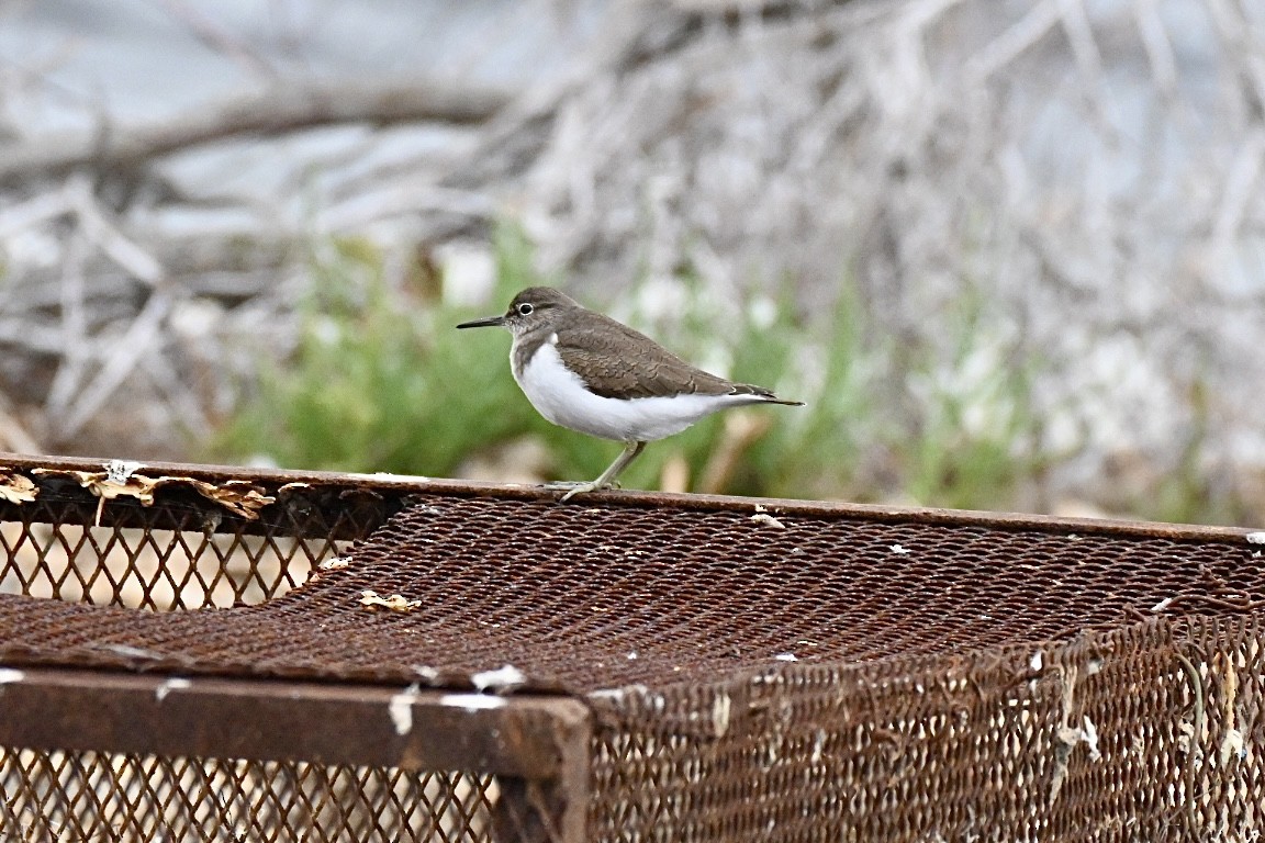 ביצנית לבנת-בטן - ML644746047