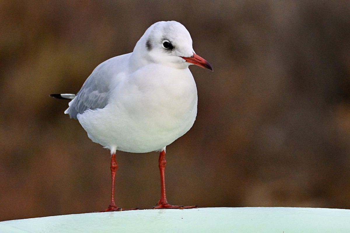 שחף אגמים - ML644746051