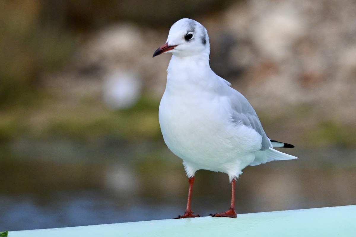 שחף אגמים - ML644746052