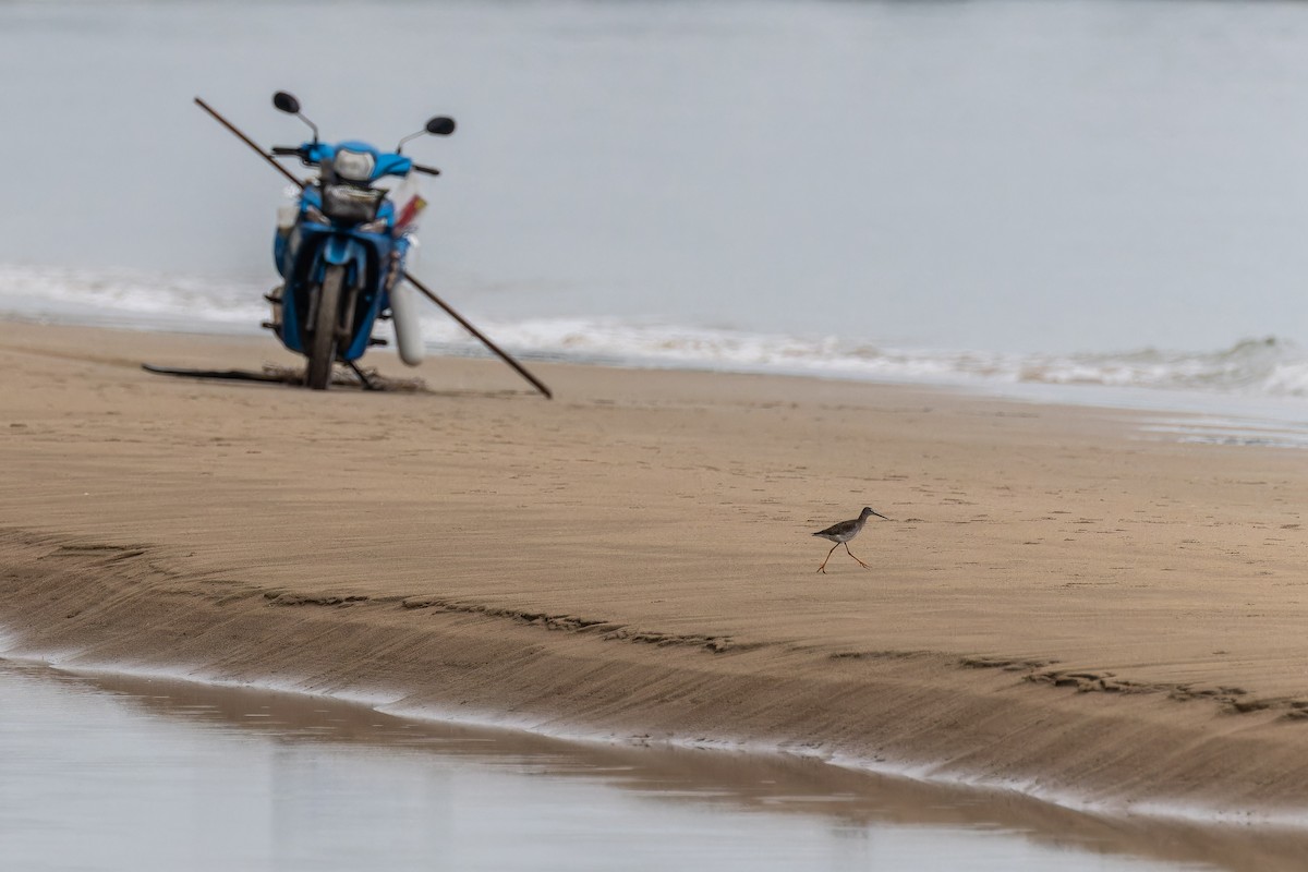ביצנית לבנת-כנף - ML644746053