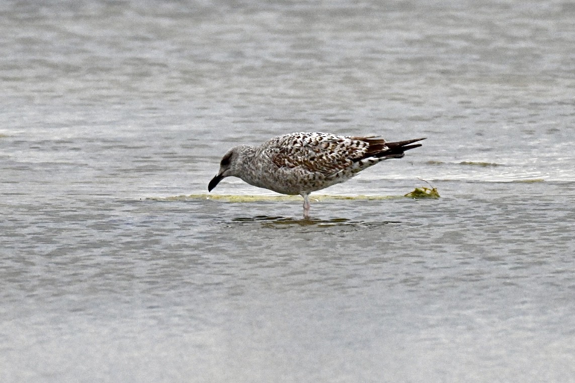 שחף צהוב-רגל - ML644746055