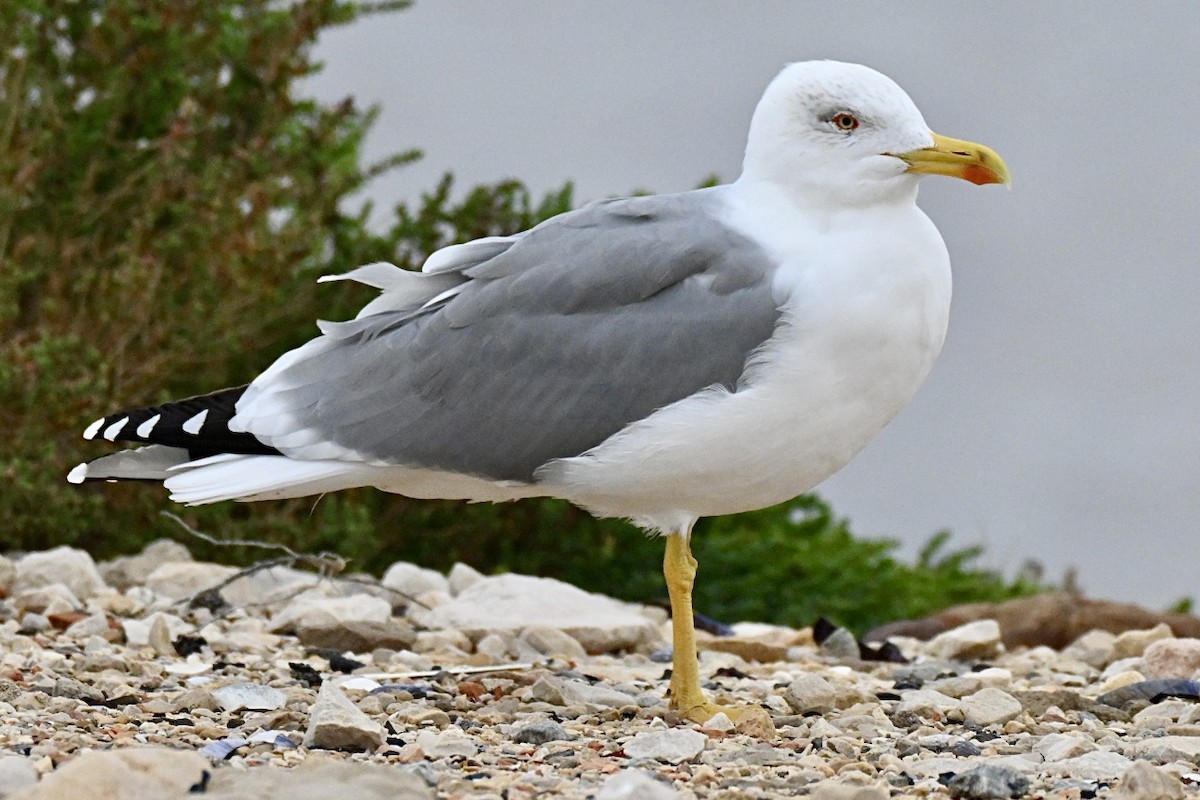 שחף צהוב-רגל - ML644746056