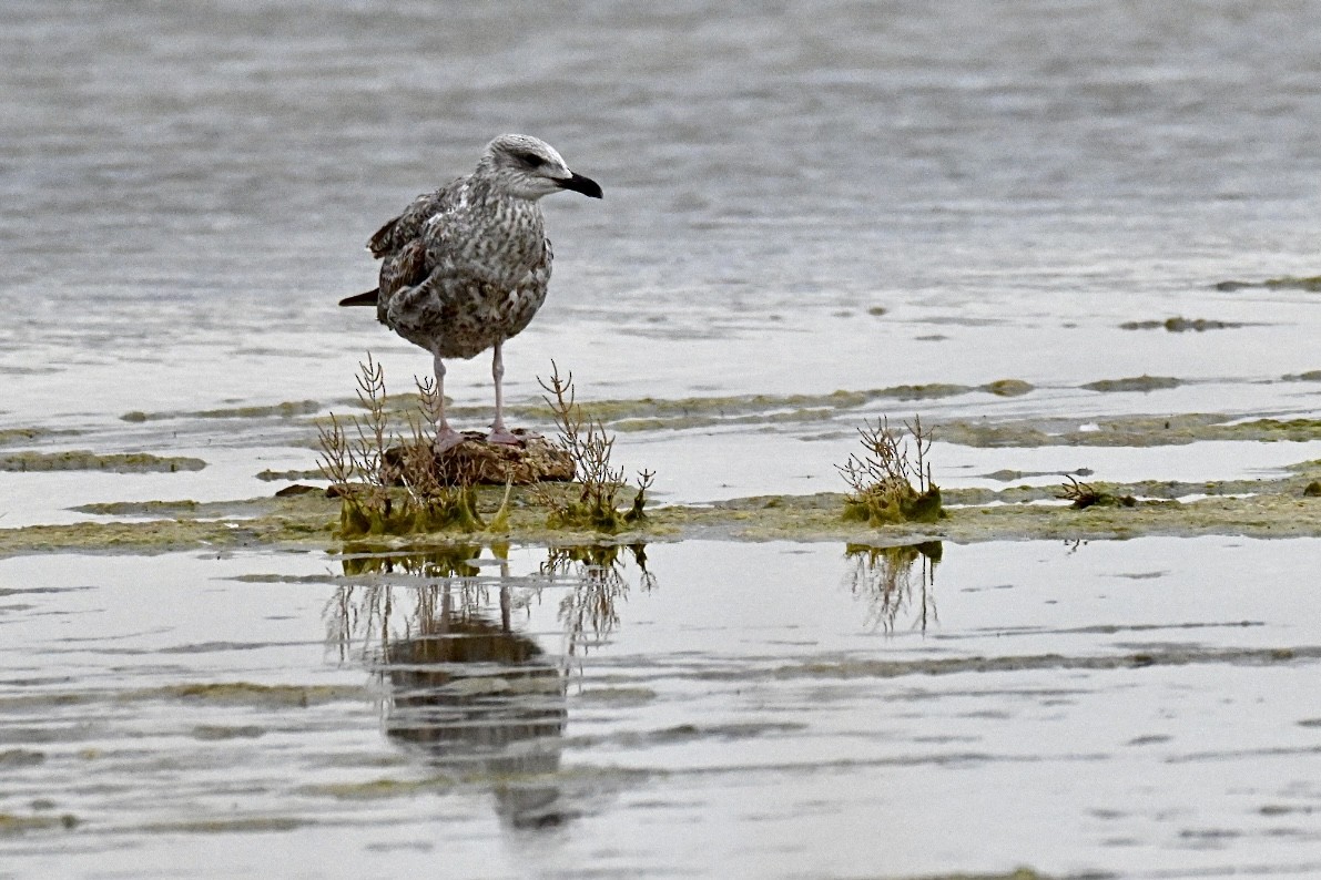 שחף צהוב-רגל - ML644746057