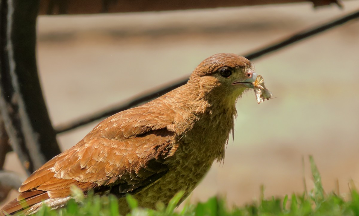 Chimango Caracara - ML644746060