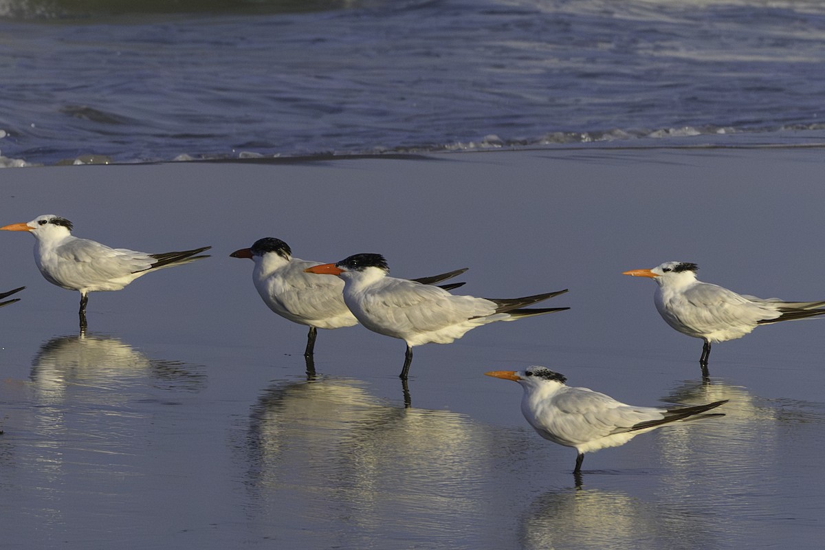 שחפית כספית - ML644746062