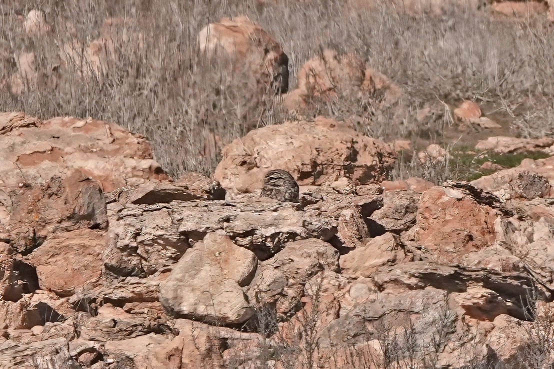 Сич хатній - ML644746074