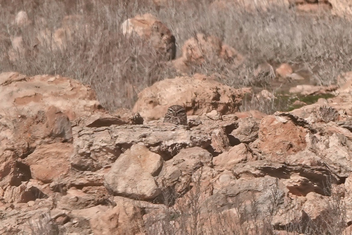 Сич хатній - ML644746075