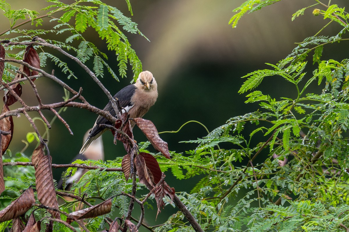 זרזיר בורמזי דרומי - ML644746117