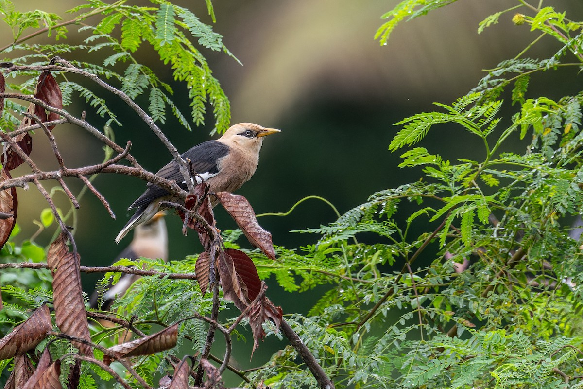 זרזיר בורמזי דרומי - ML644746118