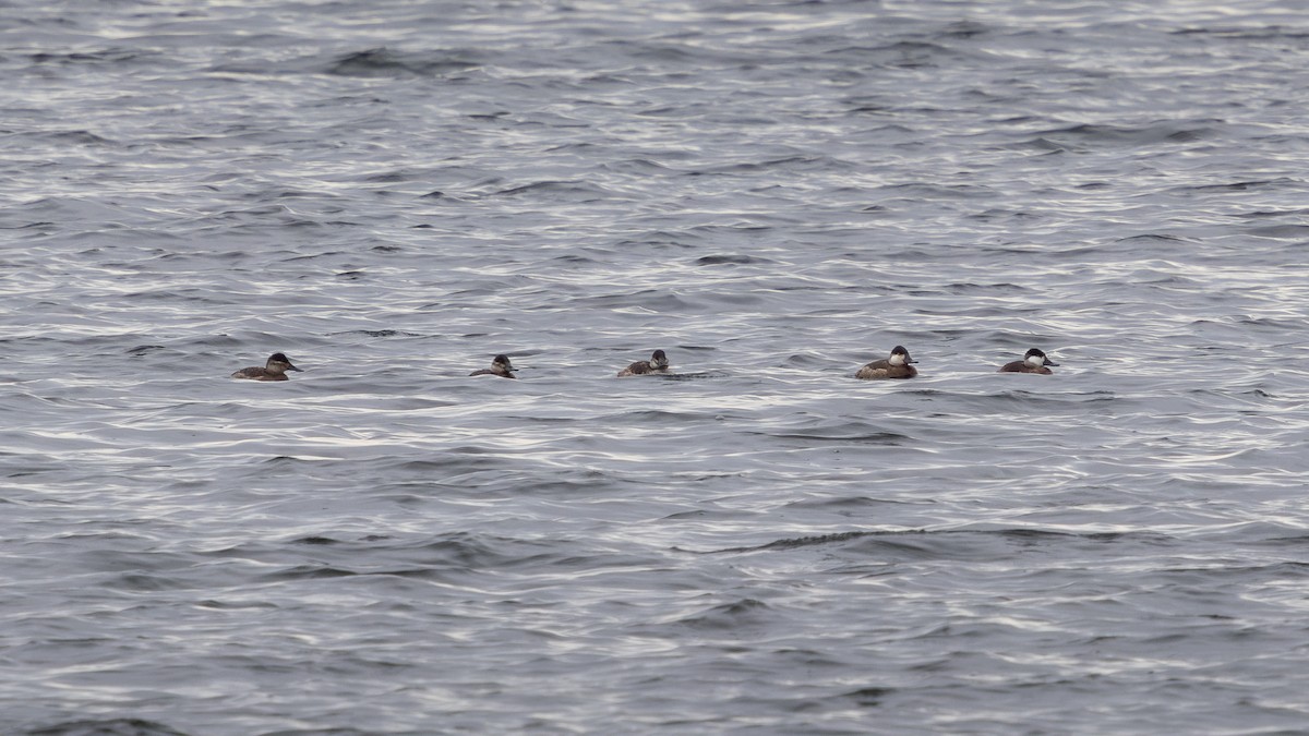 Ruddy Duck - ML644746119