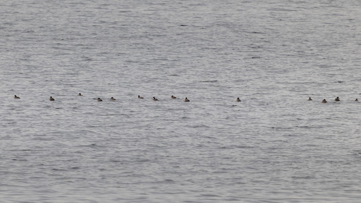 Ruddy Duck - ML644746127