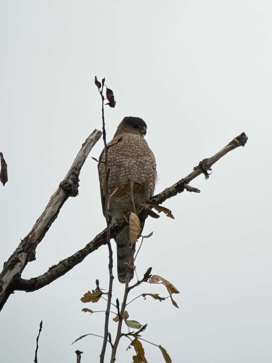 Cooper's Hawk - ML644746132